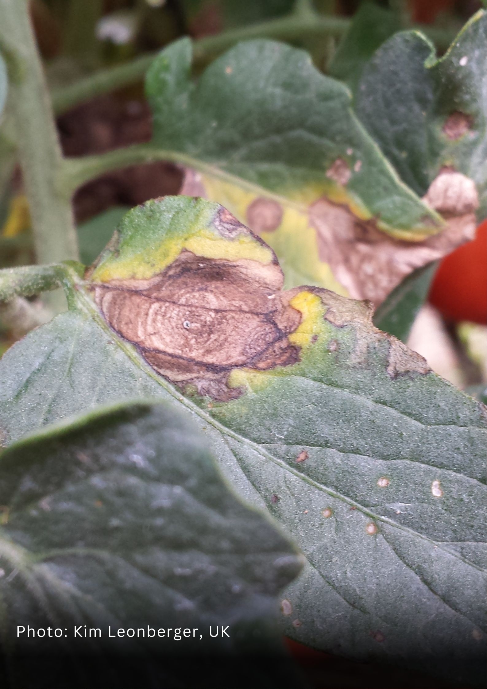 Early Blight U0026 Septoria Leaf Spot Of Tomato Warren County 