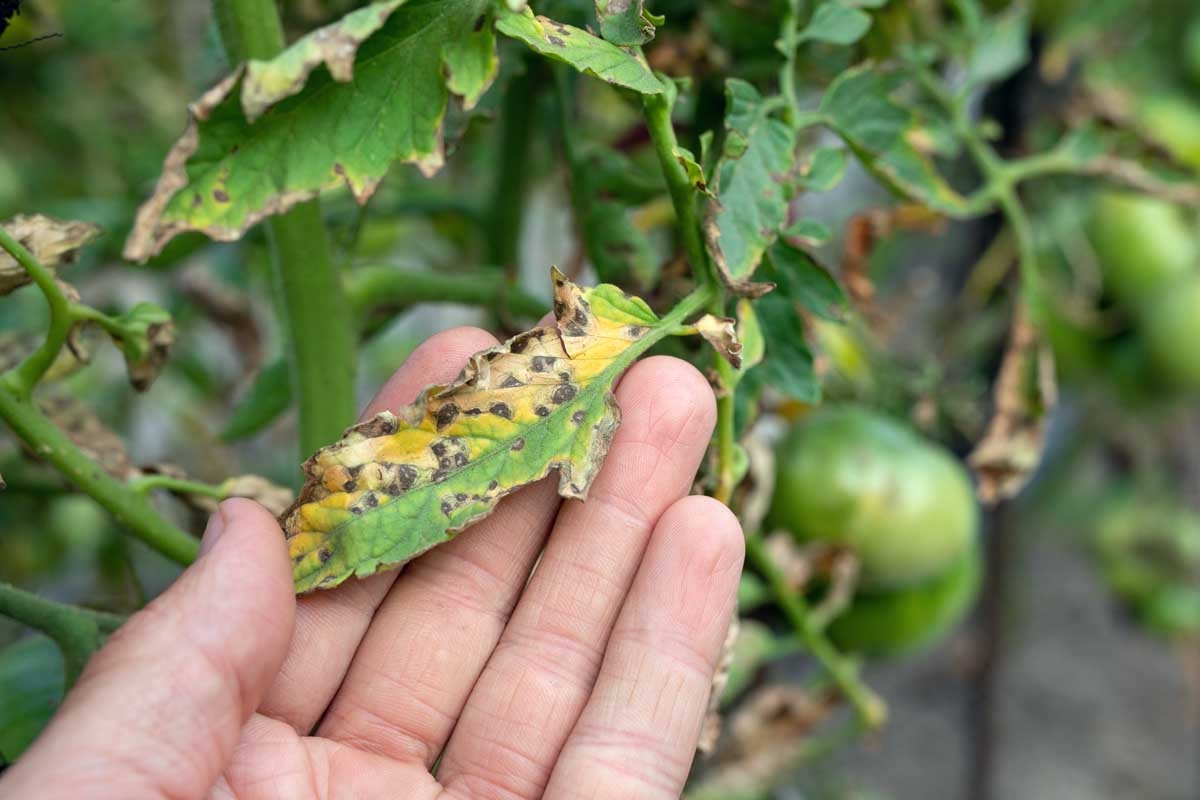 How To Identify And Control Septoria Leaf Spot On Tomatoes