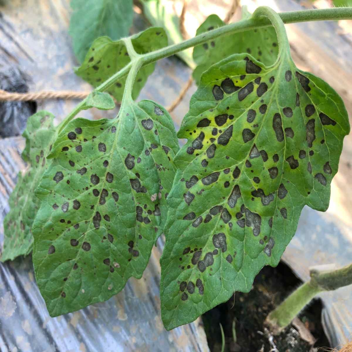 Say Goodbye To Black Spots On Tomato Leaves Natural Solutions