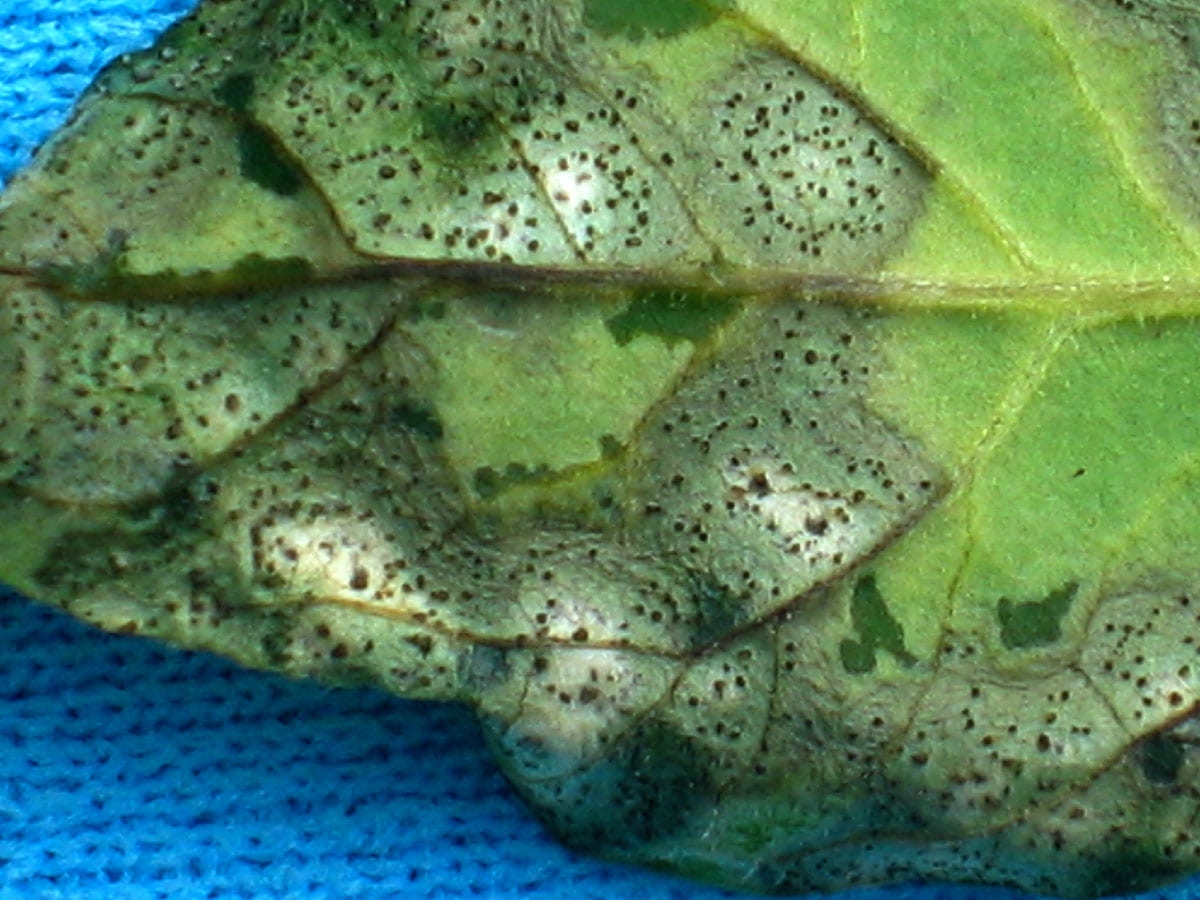 Septoria Leaf Spot On Tomatoes Vegetable Pathology Long Island 