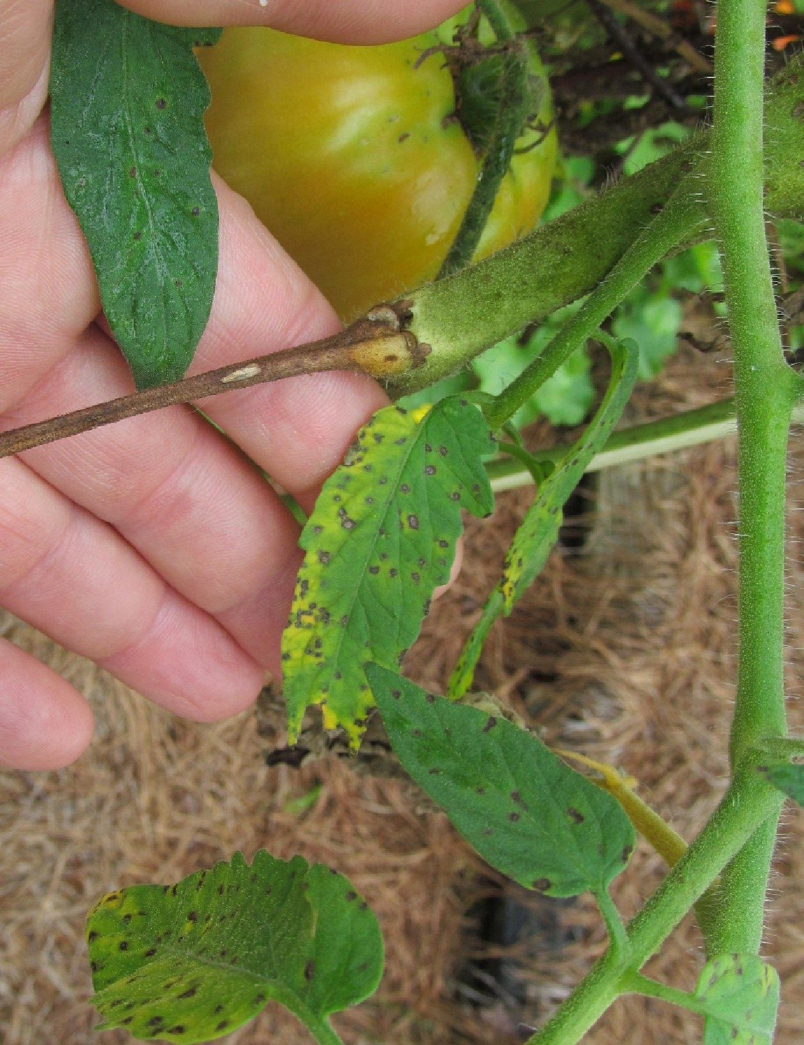 Tomato Septoria Leaf Spot Walter Reeves The Georgia Gardener