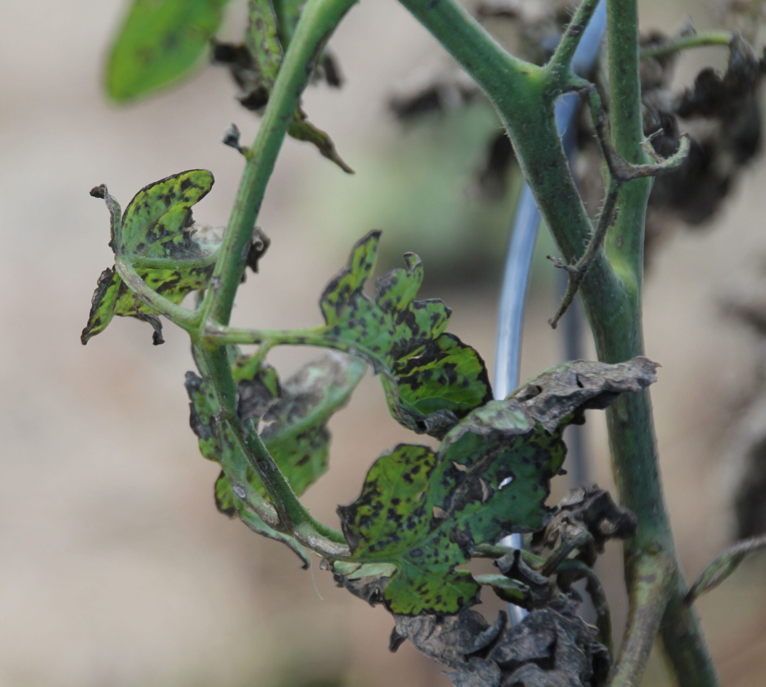 black dots on tomato leaves