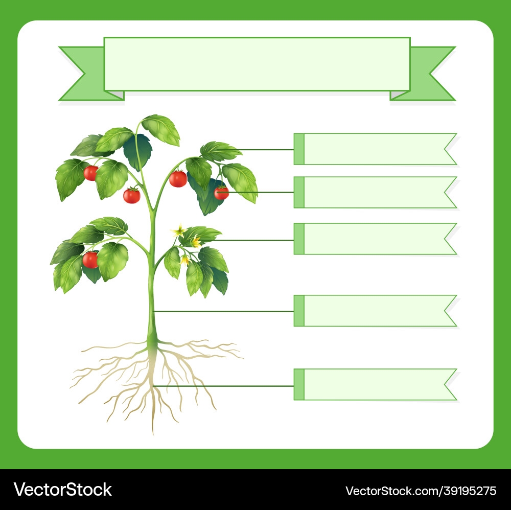 parts of a plant worksheet