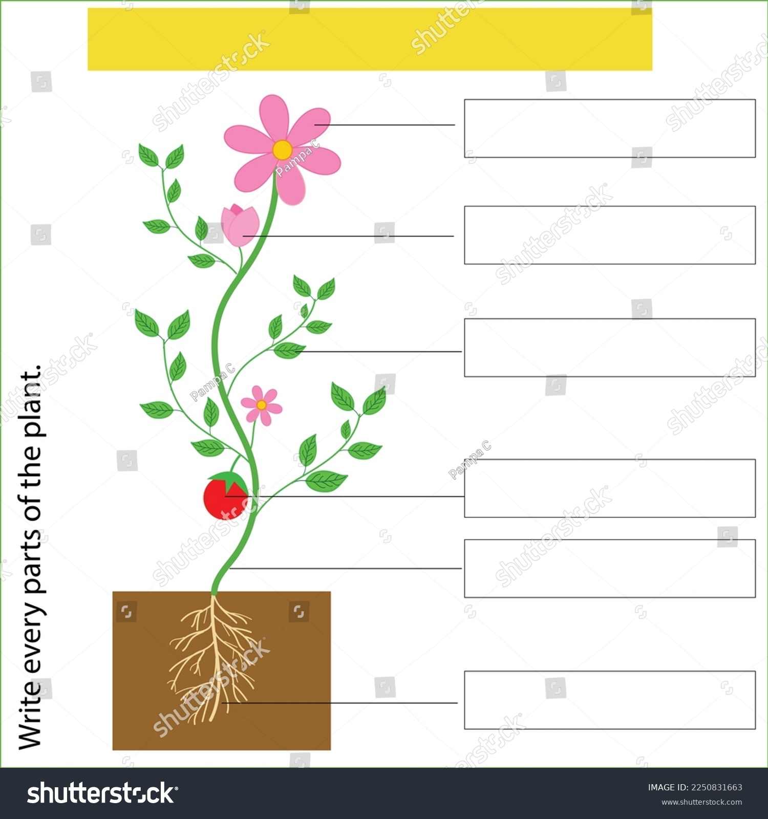 Write Parts Plant Worksheet Kids Illustration Stock Vector Royalty Free 2250831663 Shutterstock